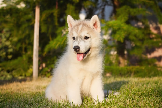 Retrato de um filhote de cachorro Husky siberiano andando no quintal.