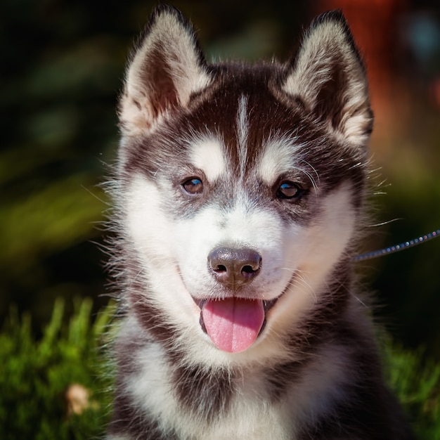 Retrato de um filhote de cachorro Husky siberiano andando no quintal.