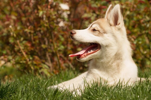 Retrato de um filhote de cachorro husky.