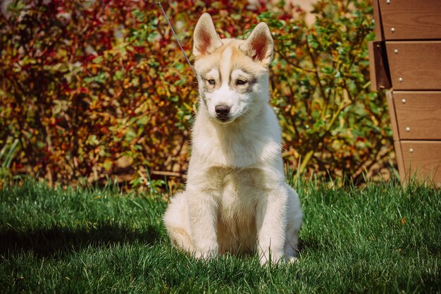 Retrato de um filhote de cachorro husky.