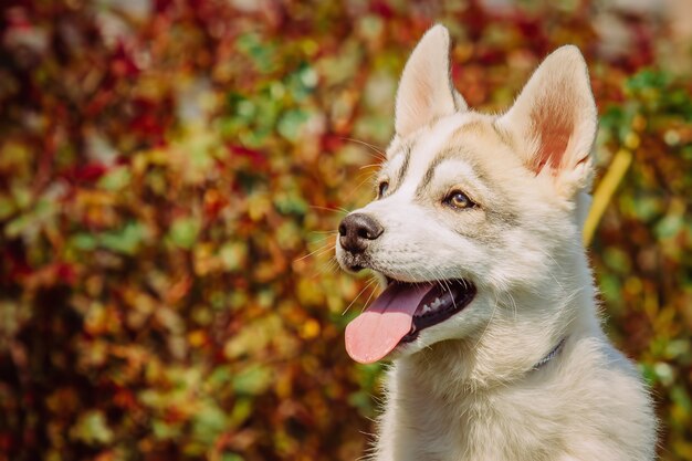 Retrato de um filhote de cachorro husky.