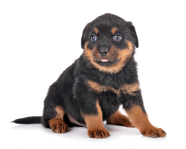 Retrato de um filhote de cachorro Rottweiler fofo