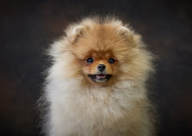 Retrato de um filhote de cachorro spitz da Pomerânia em miniatura