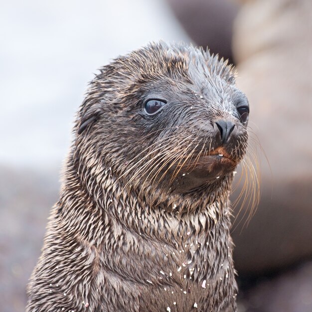 Retrato de um filhote de leão-marinho nas Ilhas Galápagos, Equador