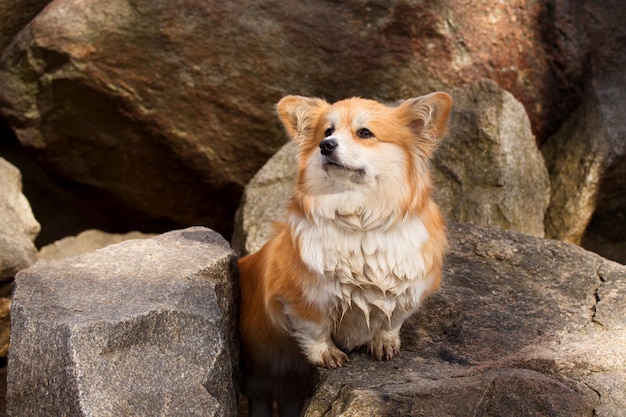 Retrato de um fofo e fofo Corgi Pembroke ou Cardigan Corgi Dog em um rio de pedra