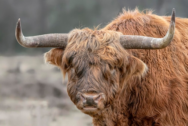 Retrato de um gado bovino Highland (Bos taurus taurus)