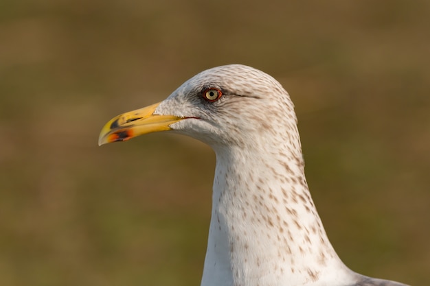 Retrato, de, um, gaivota, com, amarela, pico