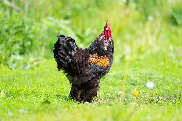 Retrato de um galo no campo