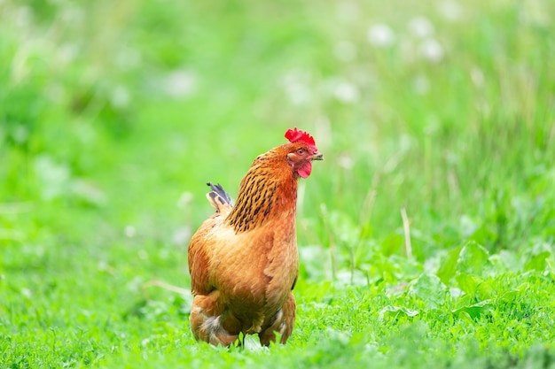 Retrato de um galo no campo