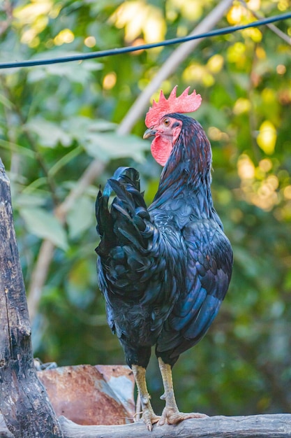 Foto retrato de um galo