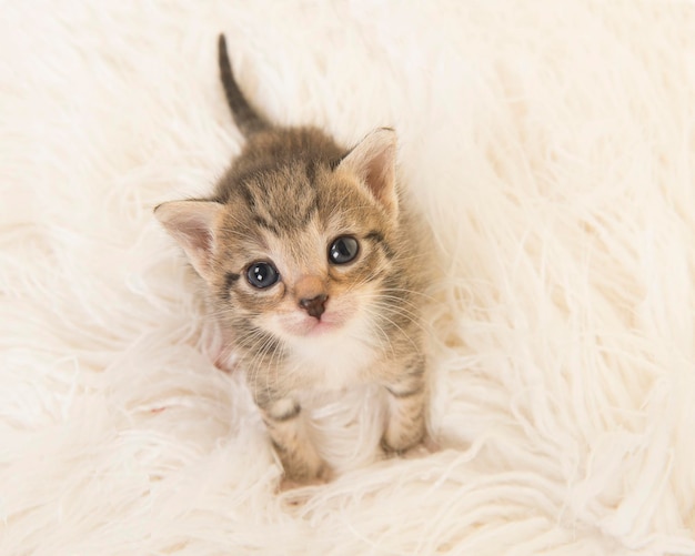 Foto retrato de um gatinho bonito