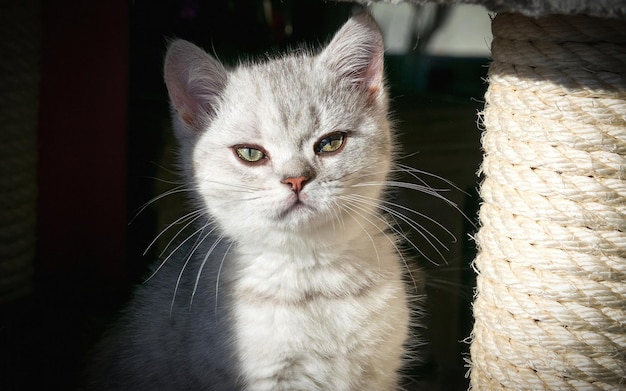 Retrato de um gatinho branco com lindos olhos.