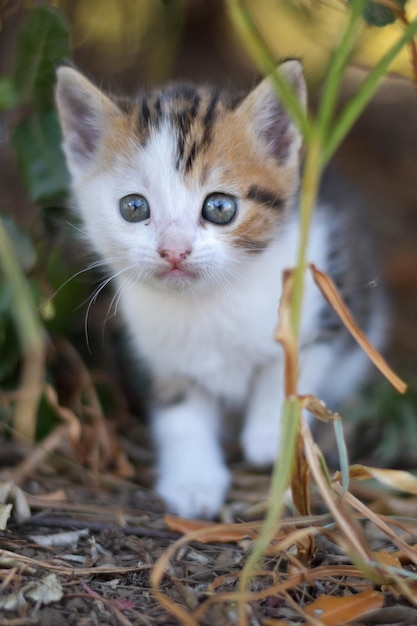 Retrato de um gatinho caminhando no campo