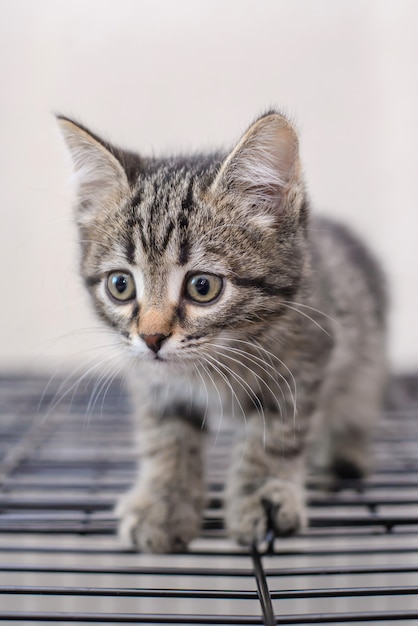 Retrato de um gatinho cinza listrado