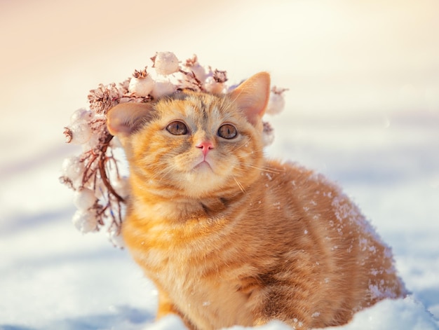 Retrato de um gatinho em uma guirlanda de Natal Gato caminha na neve no inverno