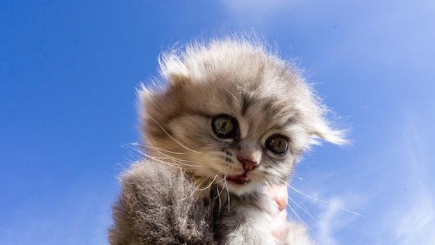 Retrato de um gatinho escocês castanho claro contra um céu azul Retrato de um gato fofo fofo