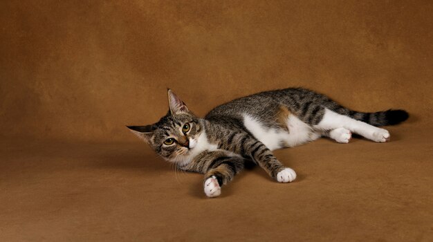 Retrato de um gatinho fofo listrado cinza e branco deitado no marrom