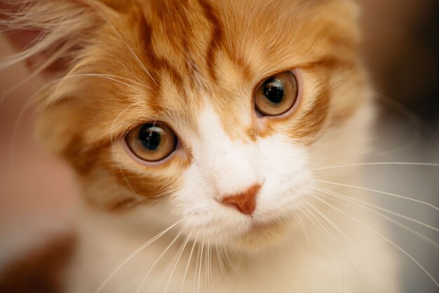 Foto retrato de um gatinho fofo vermelho