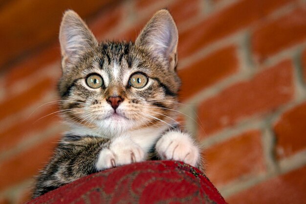 Foto retrato de um gatinho lindo listrado contra o fundo de uma parede de tijolos