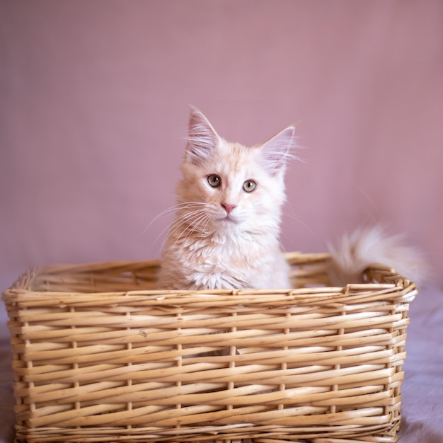 Retrato de um gatinho Maine Coon em uma cesta fechada