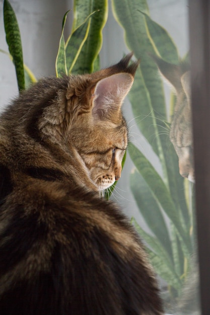 Retrato de um gatinho Maine Coon sentado em um peitoril da janela