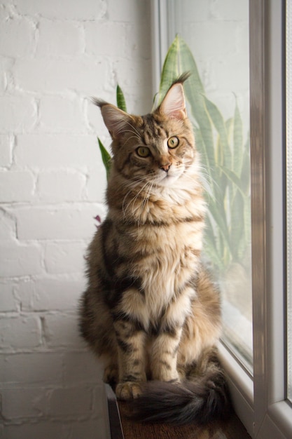 Retrato de um gatinho Maine Coon sentado em um peitoril da janela