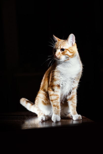 Retrato de um gatinho malhado Ginger, gato na superfície preta