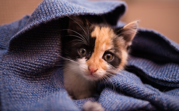 Retrato de um gatinho multicolorido envolto em uma manta de tricô azul e olhando para a câmera