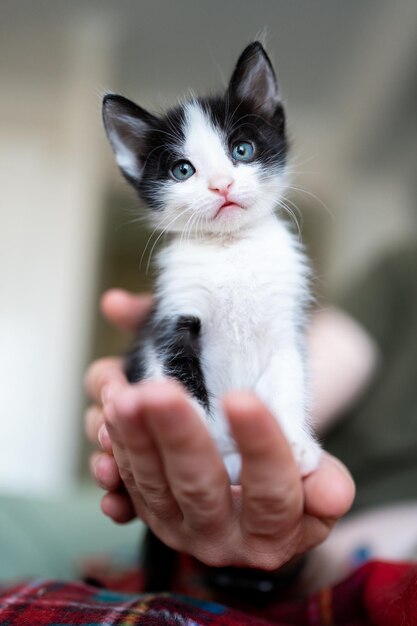 Foto retrato de um gatinho preto e branco fofo sentado na mão do dono, um gatinho fofo em casa