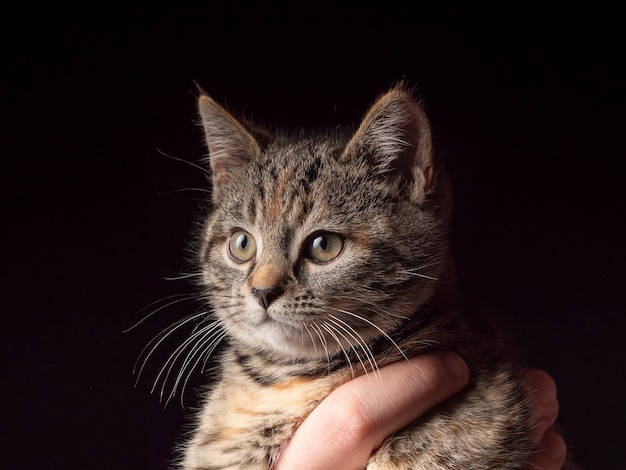 Retrato de um gatinho que se senta em seus braços e olha para longe