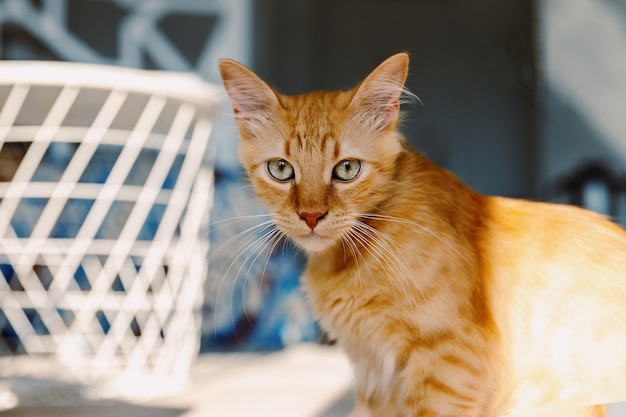 Retrato de um gatinho ruivo em casa.