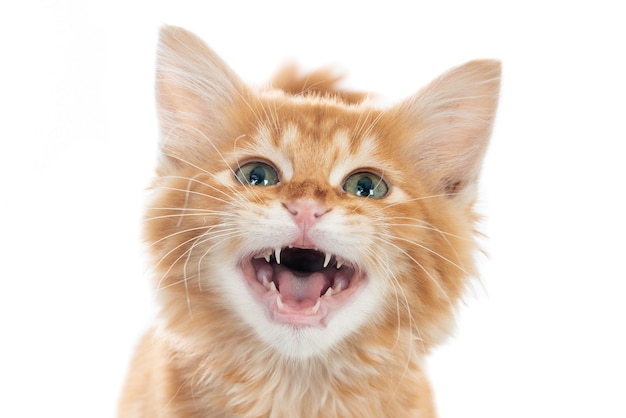 Foto retrato de um gatinho ruivo olhando para cima e mostrando os dentes.