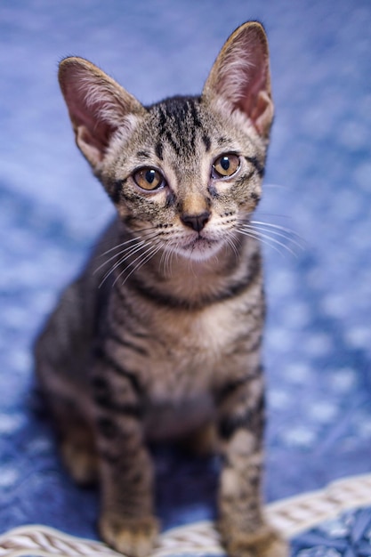 Retrato de um gatinho sentado na cama