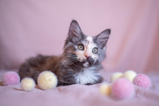 Retrato de um gatinho tricolor Maine Coon fechado