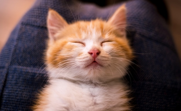 Retrato de um gatinho vermelho adormecido deitado sobre um fundo de lã azul