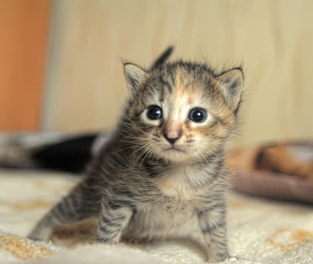 Retrato de um gatinho