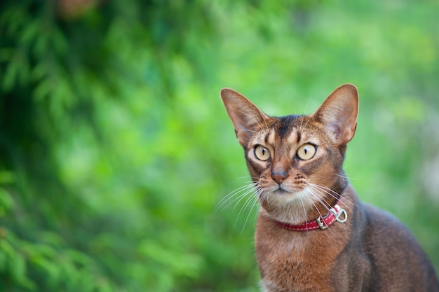 Retrato de um gato abissínio muito bonito na natureza. Espaço para texto