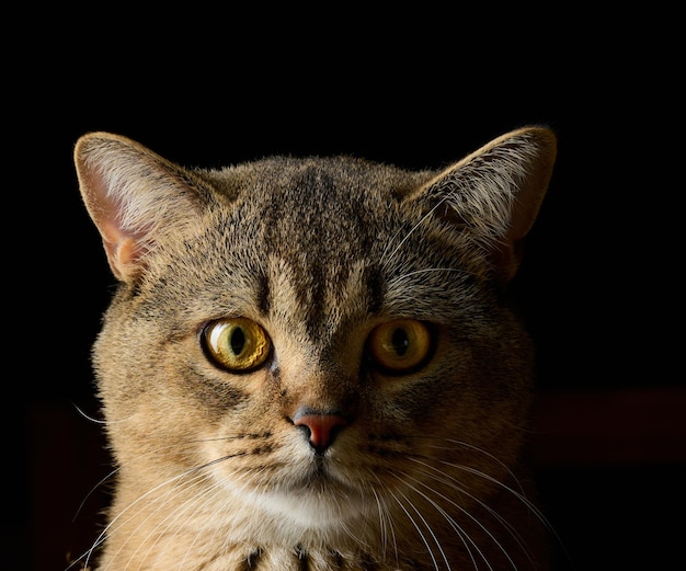 Retrato de um gato adulto escocês heterossexual cinza em um fundo preto