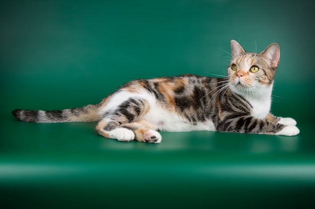 Retrato de um gato americano de pelo curto em parede colorida