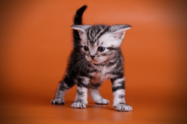 Retrato de um gato americano de pelo curto em parede colorida