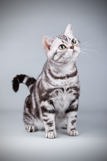 Retrato de um gato americano de pelo curto em parede colorida