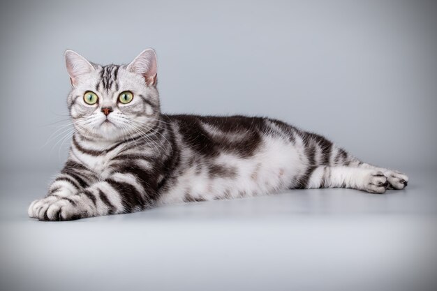 Retrato de um gato americano de pelo curto em parede colorida