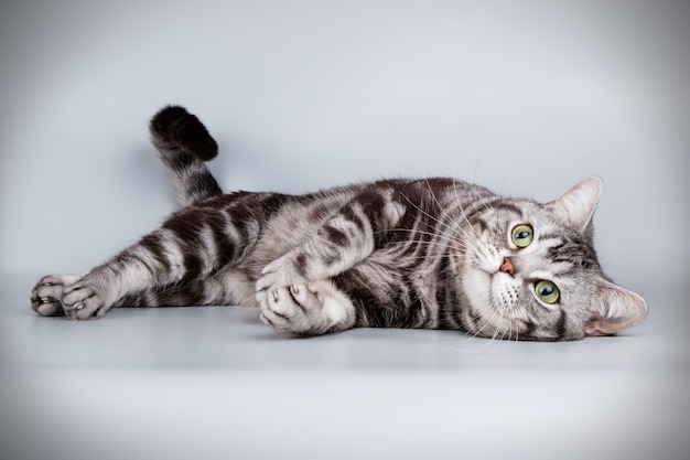 Retrato de um gato americano de pelo curto em parede colorida