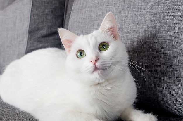 Retrato de um gato angorá turco fofo com olhos azul-acinzentados