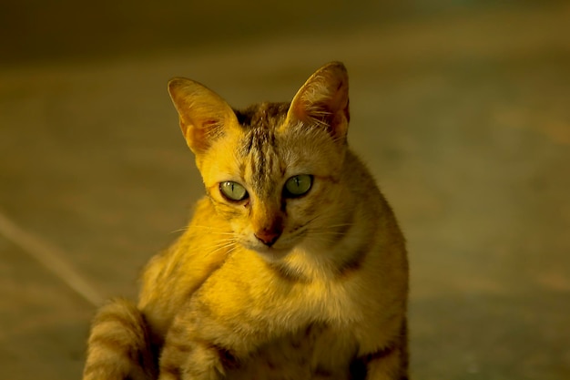 Foto retrato de um gato ao ar livre amarelo