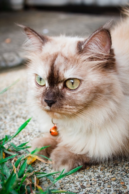 Retrato de um gato ao ar livre no jardim.