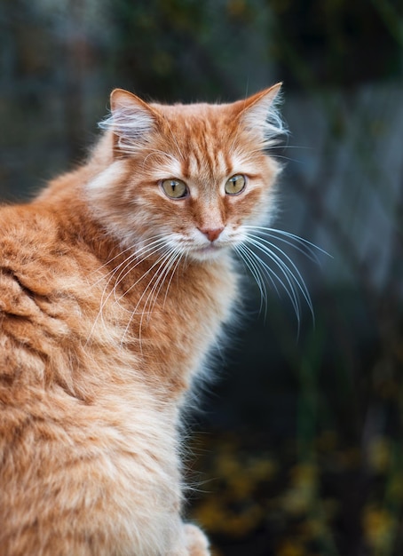 Retrato de um gato ao ar livre
