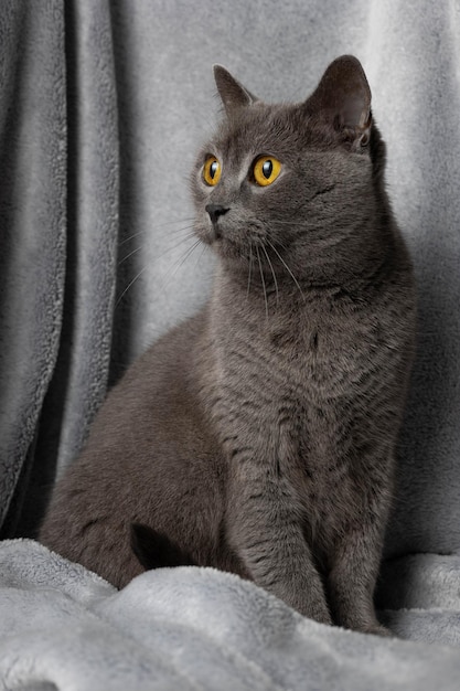 Retrato de um gato azul britânico.