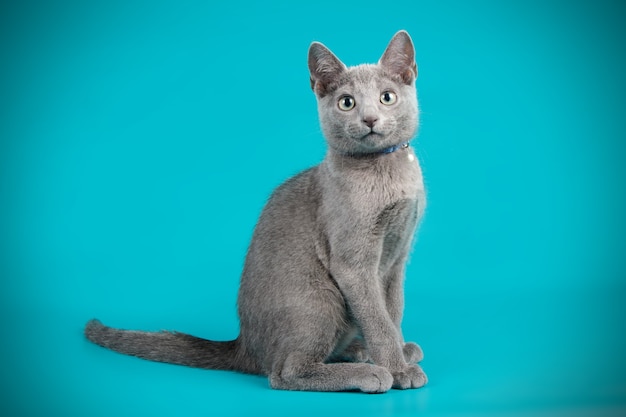 Retrato de um gato azul russo na parede colorida