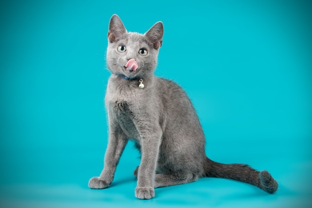 Retrato de um gato azul russo na parede colorida